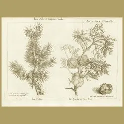 Cedar Tree And Cypress Tree