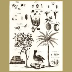 Beetles, Citrus Forbidden Fruit Tree, Coconut Palm