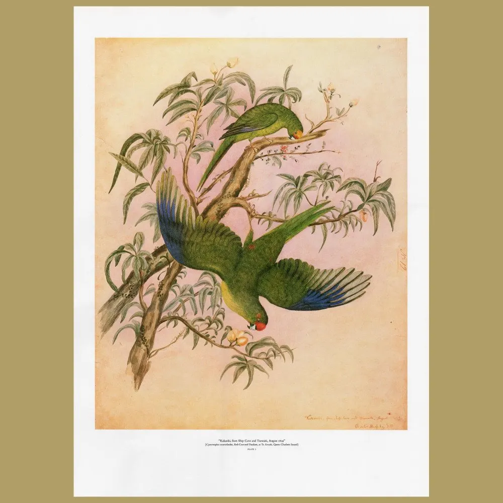 Kakariki Parrots From Ship Cove: Genuine vintage print for sale.